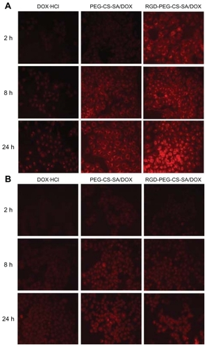 Figure 5 Fluorescence images of doxorubicin (DOX) after (A) human hepatocellular carcinoma cell line cells and (B) human epithelial carcinoma cell line cells were incubated with free DOX, poly(ethylene glycol)-modified stearic acid-grafted chitosan (PEG-CS-SA)/DOX and RGD-PEG-CS-SA/DOX micelles for 2 hours, 8 hours, and 24 hours, respectively.Abbreviation: RGD, Arg-Gly-Asp.