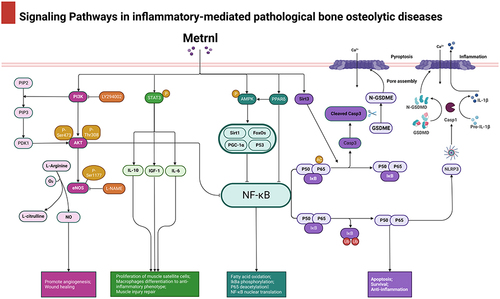 Figure 2 Signaling Pathways of Metrnl regulating inflammatory-mediated pathological bone osteolytic diseases. Created with BioRender.com.