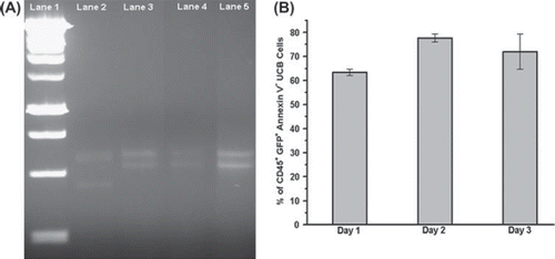 Figure 6. DNA and viability analysis of the cytosolic transfer-positive UCB-MNC. (A) To exclude MSC transdifferentiation and MSC-UCB fusion as the reasons for the presence of CD45+ GFP+ cells, VNTR using PCR amplification at human locus D1S80 was carried out on the extracted DNA of the sorted CD45+ GFP+ cells. Lane 1, 1 kbp DNA ladder. Lane 2, GFP expressing ES-MSC. Lane 3, non-co-cultured UCB-MNC. Lane 4, sorted CD45+ GFP+ cells obtained after co-culturing for 3 days with GFP ES-MSC. Lane 5, sorted CD45+ cells obtained after co-culturing for 3 days with GFP ES-MSC. As shown, the band for CD45+ GFP+ cells (lane 4) corresponds with that of UCB-MNC only (lane 3). (B) Percentage of adherent CD45+ GFP+ UCB-MNC that are Annexin V– when co-cultured with GFP ES-MSC over a 3-day time–course. Data represent mean ± SEM from three independent experiments.