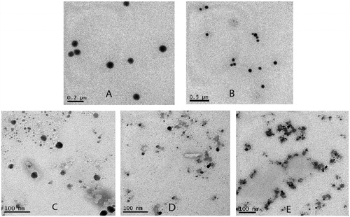 Figure 3. TEM results of the microemulsions. (A) C-MEs, (B) 1.0 mg/mL TMC-MEs, (C) 1.5 mg/mL TMC-MEs, (D) 3.0 mg/mL TMC-MEs, (E) 4.5 mg/mL TMC-MEs.