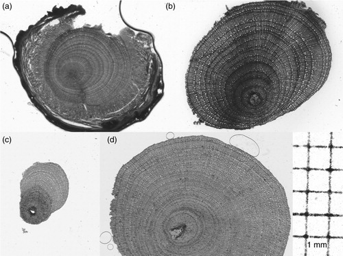 Fig. 3  Thin sections from the wood samples collected on (a) the plateau, (b) the snowbed, (c) the heath and (d) the fell-field.