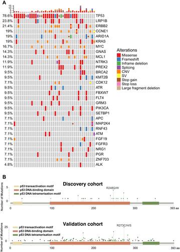 Figure 1 The genetic alterations in gastric cancer patients. (A) The co-mutation plot of the top 30 mutated genes from the discovery gastric cancer patient cohort was illustrated and the genes were ranked based on their mutational frequency. CNV: copy-number variation; SV: structural variation. (B) Lollipop plot for TP53 mutations identified in the discovery gastric cancer patient cohort (upper panel) or the validation gastric cancer patient cohort (lower panel).