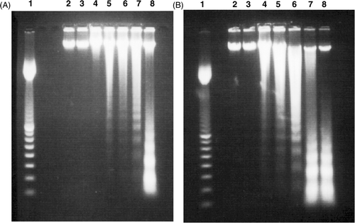 Figure 4. Examples of DNA fragmentation shown on agarose gel electrophoresis after (A) H + T treatment and (B) T + H treatment in L929 cells. Lane 1: 100 bp marker, lanes 2-9 represent control, 0 h, 3.5 h, 6 h, 9 h, 12 h, 24 h after the treatment, respectively. The data are representatives of three independent experiments.