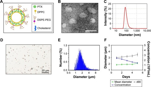 Figure 2 Characterization of the PTX-LIPO and MBs.Notes: (A) Schematic of the structure of PTX-LIPO. PTX was entrapped within the liposomal phospholipid bilayer. (B) Transmission electron microscopy images of PTX-LIPO, bar: 100 nm. (C) Size distribution of PTX-LIPO. (D) Photomicrograph of MBs with a lipid shell and perfluoropropane core, bar: 20 µm. (E) Size distribution of MBs in number percent. (F) The variations in concentration, mean diameter and d90 of the MBs with time from the time immediately after they were freshly prepared to 5 days after preparation (n=3, mean ± SD).Abbreviations: MBs, microbubbles; PTX, paclitaxel; PTX-LIPO, paclitaxel liposomes; d90, the size below which 90% of the particles fall.