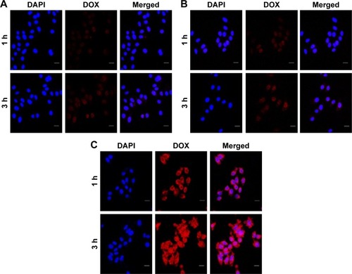 Figure 4 Cellular uptake and intracellular drug release of DOX@P-MSNs.Notes: Confocal microscopic images of HepG2 cells incubated with (A) free DOX, (B) DOX@MSNs or (C) DOX@P-MSNs at an equivalent DOX concentration of 3 µg/mL for different time intervals. Scale bar is 20 µm.Abbreviations: DOX@P-MSN, doxorubicin-loaded polyaspartic acid-anchored MCM-41-type mesoporous silica nanoparticle; DOX, doxorubicin; DOX@MSN, doxorubicin-loaded MCM-41-type mesoporous silica nanoparticle; DAPI, diamidino-2-phenylindole.