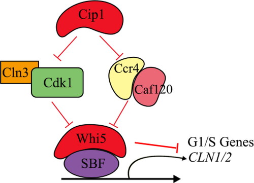 Figure 3. Regulation of Cip1 activity during the G1 phase [Citation22, Citation57].