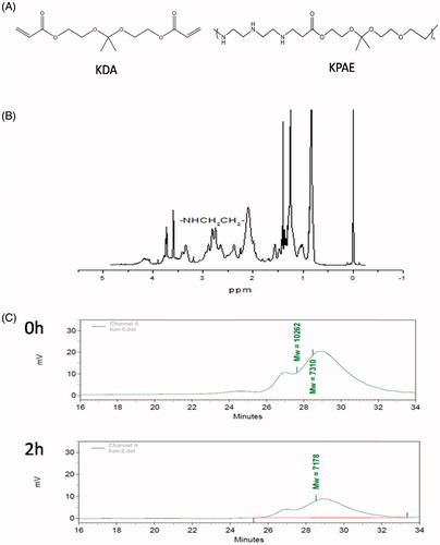 Figure 1. Characteristics of KPAE. (A) Chemical structures of KDA and KPAE. (B) 1H NMR spectrum of KPAE in CDCl3. (C) GPC spectrum of KPAE in acid environment.