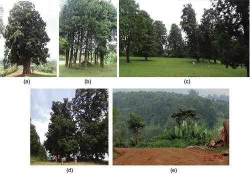 Figure 5. (a). A sacred A. falcatus at the household front yard, Wonsho, Ethiopia, November 2012. (b). A SNS of 12 A. falcatus, making the shape of a ring surrounding a household ancestral grave sacred, November 2012, Wonsho-Sidama, Ethiopia; (c). Sacred A. falcatus at a household-based gudumales, Wonsho-Sidama, Ethiopia, January 2013; d. Mancho Luwaa, an SNS for age-grade intuition rituals, January 2013Wonsho-Sidama, Ethiopia; e. A view of Afrocarpus falcatus forest at Abbo Wonsho SNS, August 2012, Bokaso, Sidama, Ethiopia