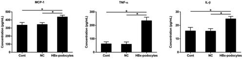 Figure 8. HBx-podocytes stimulate the inflammatory cytokines secretion of macrophages. ELISA analysis of MCP-1, TNF-α, and IL-1β levels after co-culture with supernatants of cont, NC, and HBx-podocytes groups for 12 h. Data are presented as the mean ± SD (n = 3). *p < 0.05.