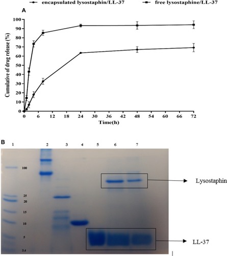 Figure 7 Overall release of lysostaphin/LL-37 from niosomal formulation in SWF releasing medium. (A) In vitro release profile of lysostaphin and LL-37 from niosomal formulation containing surfactants (span 60, tween 60):cholesterol:DCP at 47:47:6% weight ratio in 50 mL of SWF (pH 7.2) at 37°C for 72 hours. (B) gradient SDS PAGE (12–20%) gel showing release profile of lysostaphin and LL-37 into SWF releasing medium after 24 hours. Lane 1: molecular weight marker, Lane 2: BSA (Sigma Aldrich, USA), Lane 3: lysostaphin (Sigma Aldrich, USA), Lane 4: Lysozyme (Sigma Aldrich, USA), Lane 5: LL-37 (Bio Basic Inc, Canada), Lane 6: free lysostaphin/LL-37, Lane 7: lysostaphin/LL-37 released after 24 hours. SWF releasing medium was concentrated 50 times prior to loading.