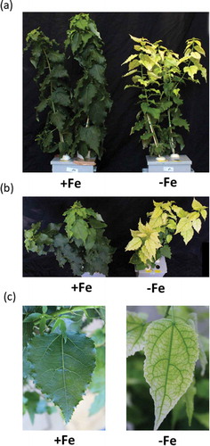 Figure 2. Growth and symptoms of poplar plants grown in hydroponic culture under Fe-sufficient or Fe-deficient conditions (second cultivation). Plant appearance and chlorosis symptoms front view (a) and top view (b) after 35 days of Fe-deficiency treatment. (c) Normal green leaf of Fe-sufficient plant and chlorotic leaf of Fe-deficient plant after 27 days of treatment.