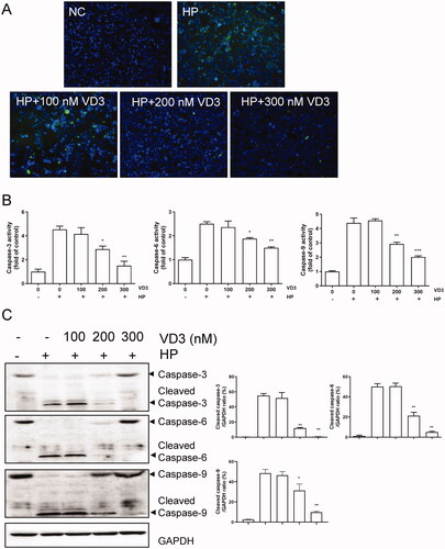 Figure 2. 1,25-D3 inhibits H. pylori-induced cell apoptosis in GES-1 cells. (A) GES-1 cells were infected with H. pylori SS1 strain (MOI: 100) and treated with different concentrations of 1,25-D3 for 24 h, the levels of apoptosis were analysed using an TUNEL detection kit. (B) GES-1 cells were infected with H. pylori SS1 strain (MOI: 100) and treated with different concentrations of 1,25-D3 for 24 h, caspase-3, caspase-6 and caspase-9 activities were determined by commercially available kits. (C) GES-1 cells were infected with H. pylori SS1 strain (MOI: 100) and treated with different concentrations of 1,25-D3 for 24 h, caspase-3, caspase-6 and caspase-9 expression were determined by western blot. Bars represent means ± S.E.M of three independent experiments. *p < 0.01 vs. H. pylori treatment.