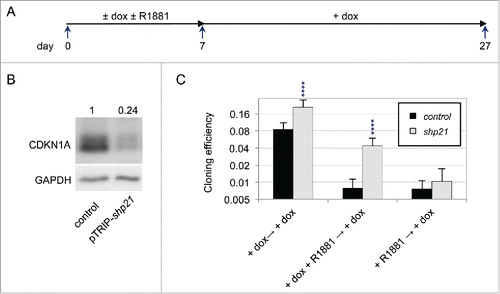 Figure 6. Regulation of androgen-induced dormancy by CDKN1A depletion. (A) Scheme of the experimental design for CDKN1A depletion. Cells were cultured under LD-hypo conditions in the presence of doxycycline (dox) and/or 0.2 nM R1881 for 7 days, washed, and then further cultured for additional 20 d in the presence of dox. (B) Western blot analysis of CDKN1A expression in control and pTRIP-shp21 transduced LNCaP* cells cultured under LD-hypo + dox for 7 d. (C) Relieving of androgen-mediated inhibition of cell cloning by early depletion of CDKN1A. Values are the mean ± sd derived from 2 independently transduced cell populations with control and pTRIP-shp21 lentiviral vectors. Statistical significance of the cloning efficiency difference between control and pTRIP-shp21 transduced LNCaP* cells is indicated (black asterisks).