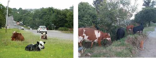 Figure 5. Cattle grazing along the road in Makhanda West.