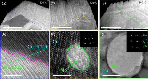 Figure 2. HAADF-STEM image of a Cu–Mo film under the same conditions as in Figure 1, but deposited at 600C. The sample exhibits coarsening of all features and the phase separated matrix exists as BCC Mo and FCC Cu. Scale bar, 200 nm. (b) A highly magnified HAADF image showing the Cu–Mo interface in the bicontinuous region. A K–S orientation relationship was present. Scale bar, 1 nm. (c) At a substrate temperature of 700C further coarsening was observed and the larger Cu grains still contain FCC Mo particles, but each particle is much larger and are no longer arranged periodically. One of these particles is magnified in high resolution in (d) with the corresponding FCC [011] FFT pattern in the inset. Scale bar, 10 nm. For a Cu–Mo sample deposited at 800C as shown in (e), the features are again coarser. Only coarser BCC Mo particles were present in the Cu grains, one of which is shown in (f). Scale bar, 10 nm.