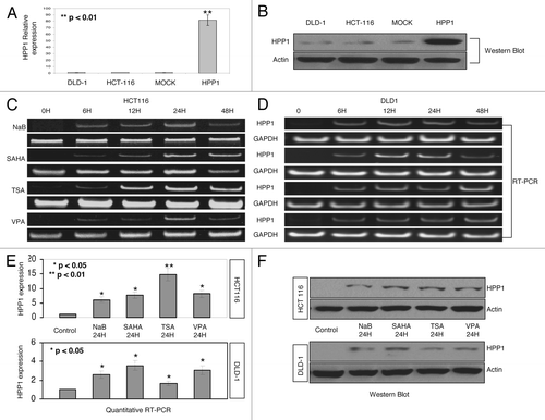 Figure 1. Expression of HPP1 in colon cancer cell lines. DLD-1, HCT116, MOCK (HCT116 transfected with empty vector control), and HPP1 (HCT116 transfected with full-length HPP1) by quantitative RT-PCR (A) and western blot (B): HPP1 is re-expressed in HCT116 (C) and DLD-1 (D) cells treated with HDAC inhibitors (SB 5 mM, SAHA 5 μM, TSA 200 nM, and VPA 2 mM) when compared with vehicle alone (control) at different time points. The re-expression of HPP1 at 24 h increased significantly by qRT-PCR in response to HDAC inhibitors (E). A similar trend in protein expression was also observed by western blot analyses (F).