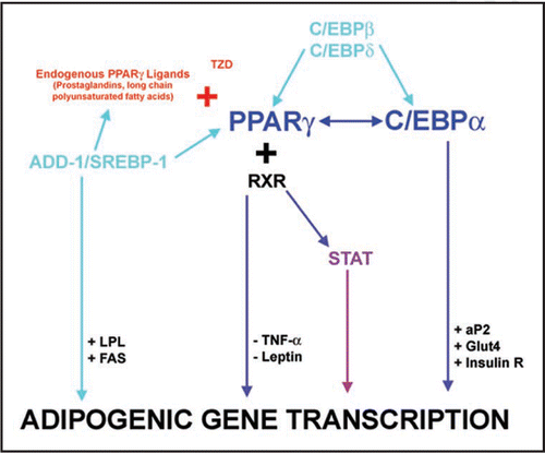 Figure 2 Transcriptional events in adipogenic differentiation. The diagram highlights the critical role of multiple transcription factors in adipogenesis. Arrows generally indicate a stimulatory interaction (with the exception of TNFα and leptin). After ligand binding with either endogenous ligands or TZD, PPARγ binds as a heterodimer with retinoid X receptor (RXR) to PPAR response elements (PPRE) in the transcriptional regulatory regions of the target genes. Insulin R., Insulin Receptor.