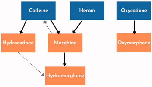 Figure 3. Simplified opioid metabolic pathways. Adapted from the authors’ public domain document “A Guide for Primary Care Providers”, San Francisco Department of Public Health, accessed at www.ciaosf.org on 30 November 2021. Note: buprenorphine, fentanyl, and methadone all require a separate test.