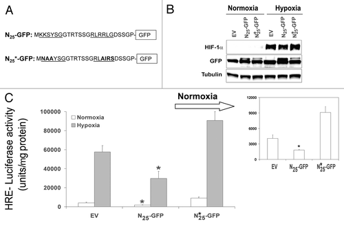 Figure 3. Mutation in the N25-GFP NLS (N25*-GFP) abrogates its inhibition on HIF-1 transcriptional activity. (A) N25-GFP NLS residue was mutated by side directed mutagenesis as indicated. (B) The N25*-GFP expression was analyzed by SDS-PAGE, and immunoblotted with antibody to GFP, HIF-1α, and tubulin. (C) Mutated N25*-GFP was infected into PC-3 cells. The stably infected PC-3 cells were transiently transfected with a plasmid expressing luciferase under the control of HRE and grown under normoxia and hypoxia. Relative luciferase activity was normalized to the protein amount at each assay point. Columns, mean (n = 3); bars, ± SD; *P < 0.05.