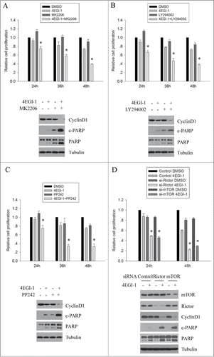 Figure 5. 4EGI-1-induced Akt feedback activation counteracts its anticancer effects in vitro. Both MCF7 cells were seeded in 96-well plates. On the second day, they were treated with DMSO, 50 μM 4EGI-1, 0.1 μM MK2206 (A), 5 μM LY294002 (B) or 0.25 μM PP242 (C) individually or in combination for 24, 36 or 48 h. Cell proliferation was determined using the CCK8 assay. Relative proliferation was expressed as fold change vs. the corresponding control (DMSO). All experiments were repeated 3 times. *P < 0 .05, compared to the control. MCF7 cells were treated with DMSO, 50 μM 4EGI-1, 0.1 μM MK2206 (A), 5 μM LY294002 (B) or 0.25 μM PP242 (C) individually or in combination for 12 h and harvested for protein gel blot analysis using indicated antibodies. (D) Control, Rictor or mTOR siRNA transfected MCF7 cells were treated with DMSO or 50 μM 4EGI-1 for 24 and 48 h. Cell proliferation was measured by the CCK8 assay and the cell number was normalized to the corresponding control. The data presented are the mean from 3 independent experiments. *P < 0.05, when compared to the control. For western blot analysis, control, Rictor or mTOR siRNA transfected MCF7 cells were treated with DMSO or 50 μM 4EGI-1 for 12 h and then harvested to prepare whole cell protein lysates.