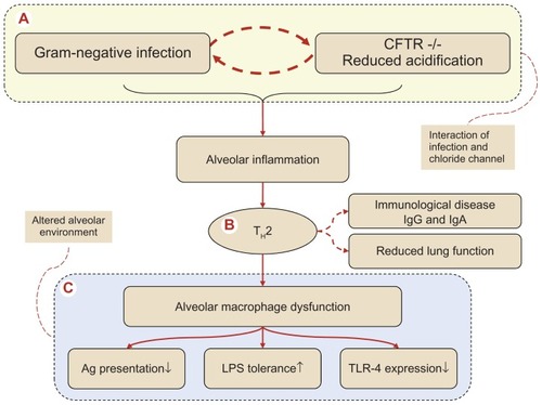 Figure 1 Pathogenesis of the complex series of events in cystic fibrosis (CF) progressing to alveolar macrophage dysfunction via a TH2 dominated alveolar inflammation. (A) Denotes the interaction between the defective cystic fibrosis transmembrane conductance regulator (CFTR)−/− macrophages in respect to intracellular acidification and Gram-negative infection, an interaction involving a T-cell switch (B) to an alveolar T-helper 2 response with induction of B-cell activation with antibody formation, transforming CF into an immunological allergic disease characterized by increased systemic immunoglobulin formation (IgG and IgE). The TH2 response has been connected with an unfavorable accelerated declined spirometry. The end stage of the altered alveolar environment (C) with alveolar macrophage dysfunction, reflected by (i) reduced antigen (Ag) presentation, (ii) enhanced tolerance toward lipopolysaccharide (LPS) and finally (iii) reduced expression of recognition receptors, the so-called toll-like receptors (TLR) where TLR-4, which recognizes Gram-negatives, is decreased. In the end, remodeling of peripheral airways will take place producing a reduced alveolar host defense.