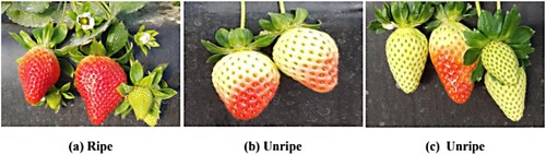 Figure 7. Display of ripe and unripe strawberries in the dataset.