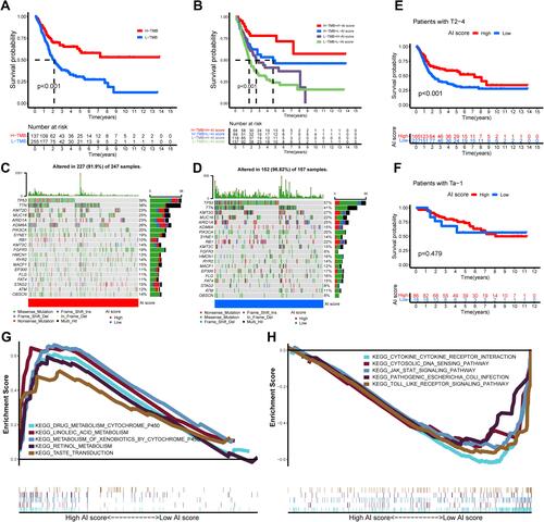 Figure 6 Characteristics of autophagy-immune score (AI-score) in autophagy subtypes and tumor somatic mutation. (A) Kaplan–Meier curves showed that high tumor mutation burden (H-TMB) subgroup had better survival probability than Low-TMB (L-TMB) subgroup in the training set. (B) Survival analysis of H-TMB (137 cases) and L-TMB (255 cases) subgroup stratified by high and low AI-score using Kaplan–Meier curves (P < 0.001, Log rank test). (C and D) Waterfall charts of tumor somatic mutations were established with high AI scores (C) and low AI scores (D). Each column indicates an individual sample. (E and F) Kaplan–Meier survival curves showed the survival outcomes of high- and low-AI-score in bladder cancer patients stratified by AJCC T stage (T2-4 vs Ta-1), respectively. (G and H) Gene set enrichment analysis (GSEA) showed the top 5 KEGG signaling pathways in high AI-score bladder cancer patients (G) and low AI-score bladder cancer patients (H).