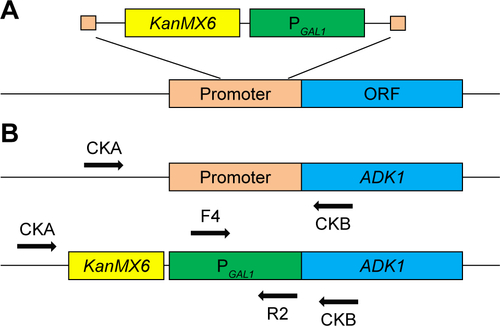 Figure S7 Schematic of the homologous recombination process (A) and diagnostic polymerase chain reaction strategy (B). Gene specific primers CKA and CKB match the upstream and downstream of the insert site on the chromosome; F4 and R2 primers match the inner sequences of the insert DNA.