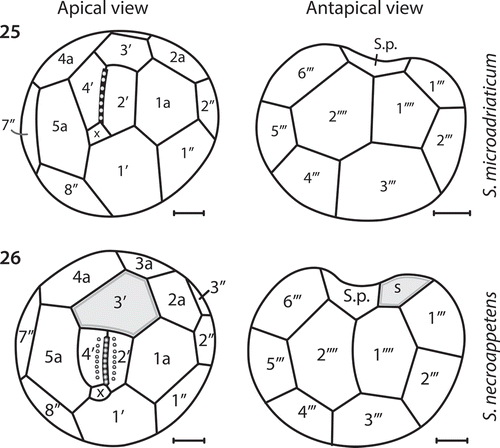 Figs 25–26. Comparison of amphiesmal plate configurations. Fig. 25. The apical and antapical perspectives of S. microadriaticum. Fig. 26. The apical and antapical perspectives of S. necroappetens sp. nov. While the Koifoidian plate formulae are identical between the species (with the possible exception of the cingulum plates), there are differences in plate size and contact points. The enlarged 3′ apical plate of S. necroappetens (highlighted in grey) prevents the 4a anterior intercalary plate from contacting the 4′ apical plate. Two sulcal plates from S. necroappetens contact the 1′′′′ antapical plate, whereas for S. microadriaticum, the posterior sulcal plate alone contacts the antapical plate.