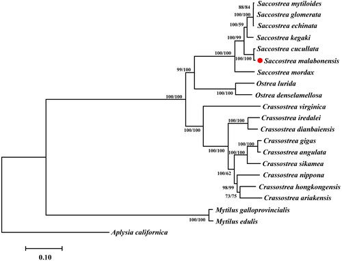 Figure 1. The branch length is determined with NJ analysis. NJ/ML bootstrap values are given for each branch. Saccostrea mytiloides NC_036479, Saccostrea glomerata NC_036483, Saccostrea echinata NC_036478, Saccostrea kegaki NC_030533, Saccostrea cucullata NC_027724 (Volatiana et al. Citation2016), Saccostrea malabonensis ON649706 (This study), Saccostrea mordax NC_013998, Ostrea lurida NC_022688 (Xiao et al. Citation2015), Ostrea denselamellosa NC_015231 (Yu and Li Citation2011), Crassostrea virginica NC_007175, Crassostrea iredalei NC_013997 (Wu X et al. Citation2010), Crassostrea dianbaiensis NC_018763 (Wu X et al. Citation2012), Crassostrea gigas NC_001276, Crassostrea angulata NC_012648 (Ren et al. Citation2010), Crassostrea sikamea NC_012649 (Ren et al. Citation2010), Crassostrea nippona NC_015248 (Yu and Li Citation2011), Crassostrea hongkongensis NC_011518 (Ren et al. Citation2009), Crassostrea ariakensis NC_012650, Mytilus galloprovincialis NC_006886 (Cao et al. Citation2004), Mytilus edulis NC_006161 (Boore et al. Citation2004), Aplysia californica NC_005827 (Knudsen et al. Citation2006).