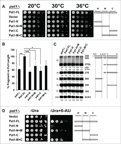 Figure 4. Domains of Pat1 that are required for mRNA decapping are also required for rRNA processing. (A) Growth of different truncation mutants of Pat1. Constructs containing different domains of Pat1 were transformed into pat1Δ mutant. Strains were grown in SDC–Ura medium overnight at 30°C. Cells were serially diluted 1:10, spotted on SDC–Ura plates and grown at the temperatures indicated. (B) In vivo mRNA decapping efficiency of Pat1 truncation mutants grown. Northern blots were probed for the MFA2pG gene with oTN121. The relative percentage of pG decay fragment to full-length MFA2pG is indicated. n = 3, Error bars and p-values as in Fig. 2 (C) rRNA processing in the Pat1 truncation mutants. Northern analysis performed as panel B. n = 3. The oligonucleotide probes used for probing are indicated in the brackets to the left. rRNA processing intermediates are indicated to the right. The relative amounts of the rRNA intermediates is given at the bottom of the each panel, corresponding to the order of the species on the rRNA northern, with the species in parenthesis given next to it. The schematic representation of the rRNA processing intermediates is depicted to the right of the indicated rRNA species. (D) Pat1 mutants are sensitive to 6-AU. Growth of the pat1 mutants was analyzed as in panel A. Cells were spotted on SDC–Ura plates or SDC–Ura+ 6-AU (50ug/ml) plates.
