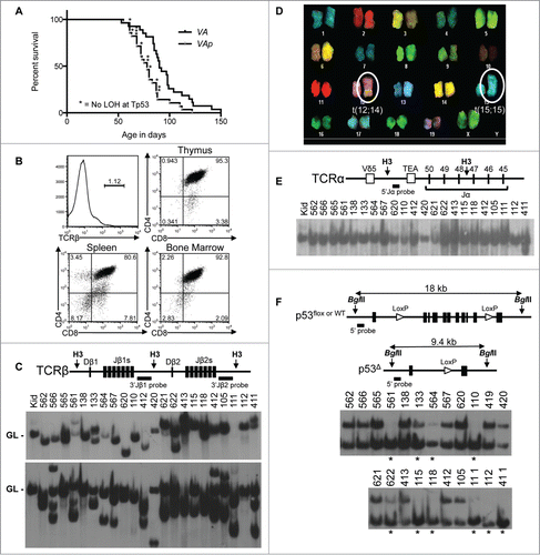 Figure 3. Atm and Tp53 Cooperate to Suppress T-ALL. (A) Kaplan-Meier curves depicting the cancer-free survival of 28 cohort VAp mice and the 27 cohort VA mice from Figure 1. All VAp mice succumbed to thymic cancers. (B) Flow cytometry analysis of VAp T-ALL no. 621 showing expression of TCRβ or CD4 and CD8. Gates were drawn using appropriate non-malignant cells. Shown are the percentages of cells in each gate. (C) Top, schematic of the Tcrβ locus showing locations of indicated Tcrβ segments, HindIII restriction sites (H3), and 3’Jβ1 and 3’Jβ2 probes. Bottom, Southern blots of HindIII-digested DNA from the indicated VAp T-ALLs or the kidney of a WT mouse with the 3’Jβ1 or 3’Jβ2 probe. Germline (GL) bands are indicated. The membrane was first hybridized with the 3’Jβ1 probe and then stripped and hybridized with the 3’Jβ2 probe, revealing which VAp cancers lack 3’Jβ1-hybridizing band(s) due to Vβ-to-Dβ2-Jβ2 rearrangements on both alleles. (D) SKY analysis of a metaphase from VAp T-ALL no. 562 with clonal translocations indicated. (E) Top, schematic of the Tcrα locus showing locations of indicated Tcrα segments, HindIII restriction sites (H3), and 5’Jα probe. Bottom, Southern blot of HindIII-digested DNA from the indicated VAp thymic cancers or the kidney of a WT mouse using the 5’Jα probe. The germline (GL) band is indicated. The membrane from C was stripped of the 3’Jβ2 probe and then probed with the 5’Jα probe. (F) Top, schematic of the Tp53 locus showing locations of the Tp53 exons, BglII sites (B2), loxP sites, and 5’Tp53 probe on Tp53WT, Tp53flox, and Tp53Δ alleles. The sizes of BglII fragments from each allele are depicted. Bottom, Southern blots of BglII-digested DNA from the indicated VAp T-ALLs using the 5’Tp53 probe. Bands corresponding to Tp53WT, Tp53flox, and Tp53Δ alleles are indicated. Asterisks indicate tumors with LOH at Tp53.