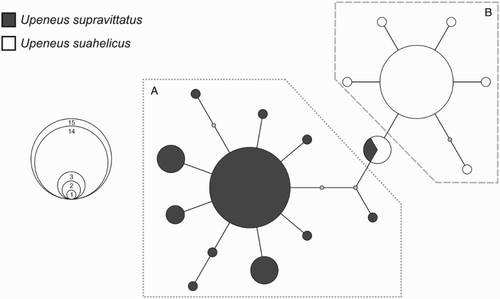 Figure 6. 95%-credible parsimony network indicating genealogical relationships among the 18 cytochrome c oxidase subunit I (COI) haplotypes found within the 52 Upeneus suahelicus and U. supravittatus specimens included in the genetic study. The sizes of the circles correspond to the frequency occurrence of each haplotype, according to the inset. The U. supravittatus (A) and U. suahelicus (B) haplogroups are indicated. Colours indicate the species identifications of individuals in which each haplotype was found. Each node represents one mutational step with small grey circles representing unsampled or missing haplotypes.