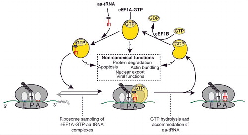 Figure 1. Canonical and non-canonical functions of eEF1A. During the elongation step of translation, ternary complexes of eEF1A, GTP and the different aminoacyl-tRNAs (aa-tRNA) are sampled by the ribosome. Upon productive base-pairing, the aa-tRNA is accommodated in the ribosome A-site while the eEF1A-bound GTP is hydrolyzed. eEF1A-GTP is regenerated through the guanosine exchange factor eEF1B. Non-canonical functions of eEF1A are indicated in the dashed box.