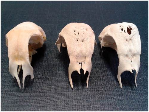 Figure 5. Frontal bone characteristics. Frontal–dorsal view. On the left skull without bony frontal protuberance (PCxB, female) is represented; in the middle skull with bony frontal protuberance with numerous little holes (PCxPA, male); on the right a skull with numerous holes of variable dimension on frontal bony protuberance (PCxPA, male). Note in PCxB the wide slot between the frontal processes of nasal bone, due to the lack of the nasal process of premaxilla removed together with the premaxilla.