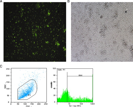 Figure 2. (A) Immunoflourescent microscopic picture of LNA FITC-Scr CD133 +-treated cells. (B) Light microscopic picture of the same cells (Leica, Weltzar, Germany ×100). (C) Flow cytometry analysis of LNA FITC-ScrCD133 +-treated cells, R1 = 97.1%, RN1 = 43.2%.