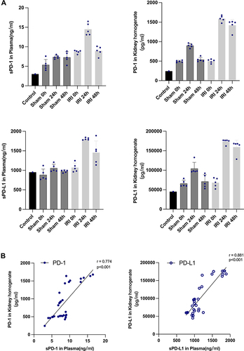 Figure 3 The concentrations of sPD-1 and sPD-L1 in plasma and the concentrations of PD-1 and PD-L1 in kidney homogenate (A). Correlation was shown between sPD-1 in plasma and PD-1 in kidney homogenate (r = 0.774, p<0.001) (B), between sPD-L1 in plasma and PD-L1 in kidney homogenate (r = 0.881 p<0.001) (B) using Spearman’s test.