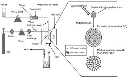 Figure 1 Schematic diagram of SpEDS apparatus and brief mechanism for the microencapsulation process.Abbreviations: HPLC, high-performance liquid chromatography; MTX, methotrexate; SpEDS, suspension-enhanced dispersion by supercritical fluid.