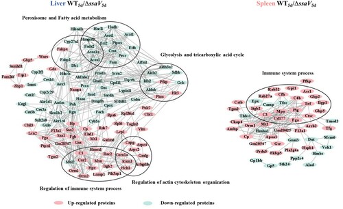 Figure 6. Protein-protein interaction network of DEPs identified from mice liver and spleen at 5 dpi infected with WT S. Typhimurium or ΔssaV mutant.
