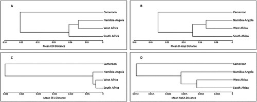 Figure 3. UPGMA trees depicting the relationship between the four Eastern Atlantic C. dentatus clades. (A) Based on between-clade COI distances, (B) based on between-clade D-loop distances, (C) based on between-clade EF1 distances, (D) based on between-clade NaKA distances.