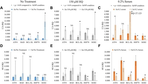 Figure 9 Relative quantification (RQ) of ATF4, BAD, Bcl-xL, HSP70, and SOD2 at12 and 48 hrs. GAPDH was the endogenous gene control and the –SeNP/no treatment condition was the reference sample. (A) The 12 hrs RQ for no-treatment condition, (B) 150 μM HQ condition, and (C) 0.2% fetal bovine serum (FBS) and the 48 hrs RQ for (D) no-treatment condition, (E) 150 μM HQ condition, and (F) 0.2% FBS. N = 3, triplicates. Data = mean ± standard deviation. Respective indications for * appear at the top of each figure.Abbreviation: NS, not significant.