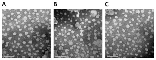 Figure 1 Transmission electron microscopy images of the surface-charged tripterine-loaded nanostructured lipid carriers (NLCs). (A) Cationic NLCs; (B) neutral NLCs; and (C) anionic NLCs.