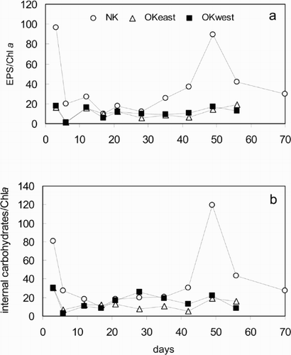 Fig. 5. Concentrations of EPS (a) and internal carbohydrates (b) in the biofilms relative to Chl a.