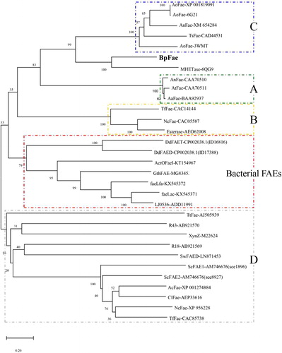 Figure 3. Evolutionary relationship of BpFae to feruloyl esterases derived from eukaryotic microorganism including type A, B, C and D, and some bacterial FAEs contained in the first phylogenetic tree (Figure 2). The tree was constructed using MEGA X with the neighbor-joining algorithm.