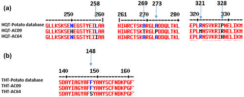 Figure 6. Amino acid sequences of FI metabolite biosynthetic genes from AC09 and AC64 genotype and potato database sequences. (a) hydroxycinnamoyl-CoA quinate transferase (HQT) and (b) tyramine hydroxycinnamoyl transferase (THT).