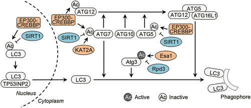 Figure 2. Acetylation of LC3 conjugation machinery. Acetylation of Atg3 controlled by the acetyltransfease Esa1 (KAT5/TIP60 in mammalian cells) and the deacetylase Rpd3 promotes Atg8 lipidation in yeast. Acetylation of ATG5, ATG7, ATG12 and LC3 is mediated by the acetyltransfease EP300-CREBBP and deacetylation of ATG5, ATG7 and LC3 is mediated by the deacetylase SIRT1. In addition, the acetyltransfease KAT2A/GCN5 also acetylates ATG7. In particular, deacetylation promotes the cytoplasmic translocation of nuclear LC3 under the assistance of the nuclear protein TP53INP2 and stimulates LC3 lipidation in the cytoplasm. CREBBP/CBP, CREB binding protein, KAT2A/GCN5, lysine acetyltransferase 2A; MAP1LC3/LC3, microtubule-associated protein 1 light chain 3; TP53INP2, tumor protein p53 inducible nuclear protein 2.