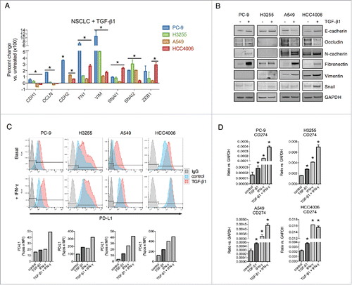 Figure 1. TGF-β1 induces EMT and PD-L1 expression in NSCLC cell lines. (A) qRT-PCR analysis and (B) immunoblot analysis of EMT marker expression in cells treated with TGF-β1 (2 ng/mL) for 72 h. *, p < 0.05 vs. untreated cells; [CDH1 (E-cadherin), OCLN (occludin), CDH2 (N-cadherin), FN1 (fibronectin), VIM (vimentin), SNAI1 (snail), SNAI2 (slug), ZEB1 (zinc finger E-box binding homeobox 1]. (C) Flow cytometry analysis of PD-L1 expression in cells treated −/+ TGF-β1 (2 ng/mL) for 72 h −/+ IFN-γ (20 ng/mL) for the final 24 h. Graphs below depict quantified values of PD-L1 expression (% PD-L1 positive x MFI) for each sample. (D) qRT-PCR analysis of CD274 (encoding for PD-L1) expression in cells treated −/+ TGF-β1 (2 ng/mL) for 72 h −/+ IFN-γ (20 ng/mL) for the final 24 h. *, p < 0.05.