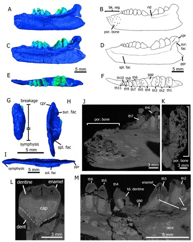 FIGURE 2. The holotype left dentary of Tricuspisaurus thomasi (NHMUK PV R6106); A, C, E, G, H, I, segmented in lateral, medial, occlusal, anterior, posterior, and ventral views, respectively; B, D, F, line diagrams in lateral, lingual, and occlusal views, respectively; J, sagittal cross-section of the anterior region of the dentary. K, coronal cross-section of the anterior region of the dentary. L, coronal cross-section of the penultimate tooth. M, sagittal cross-section of the mid-region of the dentary. New character 229-1, pits, foramina and rugosity suggestive of a beak, shown in A, B, and J. Abbreviations: bk, beak; br, broken; cap, pulp cavity; cpr, coronoid process; dent, dentine; fac, facet; por, porosity; ppr, posterior process; reg, region; rid, ridge; soc, socket; spl, splenial; sur, surangular; td, thickened bone; th, tooth.