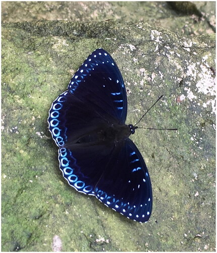 Figure 1. The morphological characteristics of Stibochiona nicea. This picture was taken by Qinghui Shi at Minqing County, Fuzhou City, Fujian Province, China.