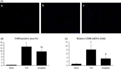 Figure 3. (A) Representative images of F4/80-stained slices of kidneys from mice of the (a) sham-operated, (b) vehicle-treated, and (c) alogliptin-treated groups (original magnification, ×200). (B) Percentage of tubulointerstitial area positive for F4/80 staining in kidneys in the sham-operated (sham, n = 10), vehicle-treated (veh, n = 8), and alogliptin-treated (alogliptin, n = 9) groups. *p < 0.001 compared with the sham-operated group. $p < 0.01 compared with the vehicle-treated group. (C) Relative expression levels of CD68 messenger RNA (mRNA) in kidneys in each group. Glyceraldehyde 3-phosphate dehydrogenase (GAPDH) mRNA was used as the internal control to adjust for unequal total mRNA content. C *p < 0.01 compared with the sham-operated group; $p < 0.05 compared with the vehicle-treated group.